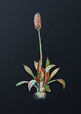 Vintage Swamp Pink Flower