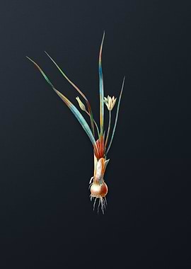 Vintage Weevil wort Flower