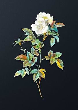 Vintage Whitenjou Roses