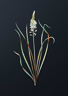 Vintage Wildsparagus