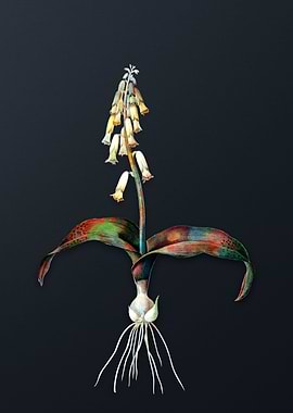 Vintage Watsonia Flower