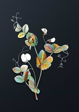 Vintage White Pea Flower