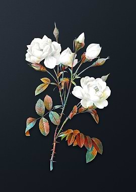 Vintage White Rose Flower