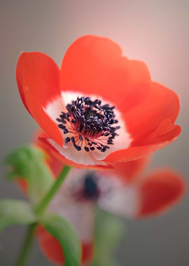 Red anemone flower, macro