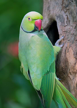 Cute Parrot