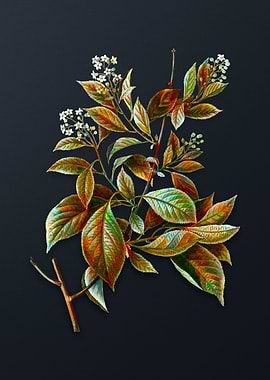 American Bittersweet