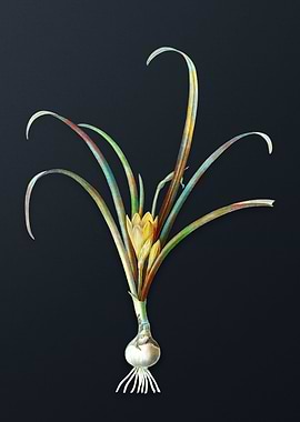 Yellow Autumn Crocus