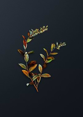 Andromeda Marginata Bloom