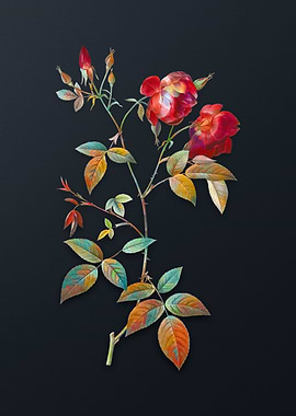 Vintage Velvet China Rose