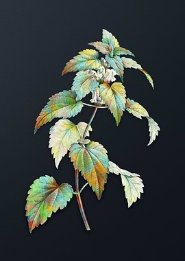 White Dead Nettle Plant