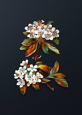 Vintage Almond Leaved Pear