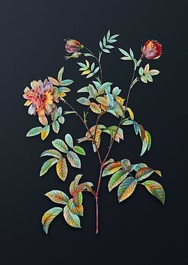 Vintage Cinnamon Rose