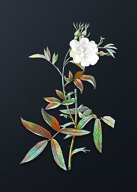 Vintage White Rose of York