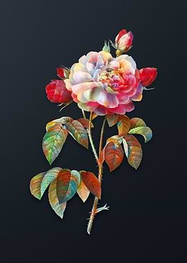 Duchess of Orleans Rose