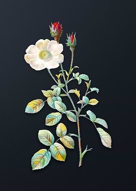 Vintage Sparkling Rose