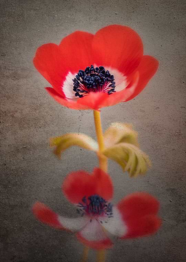 Red anemone flowers,nature