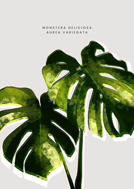 Monstera deliciosa Aurea