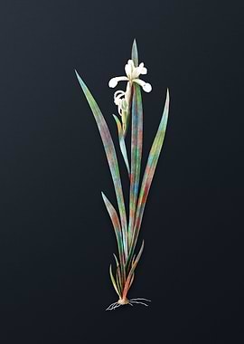 Vintage Yellow Banded Iris