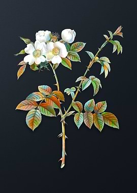 White Flowered Rose Flower