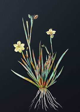 Vintage Yellow Eyed Grass