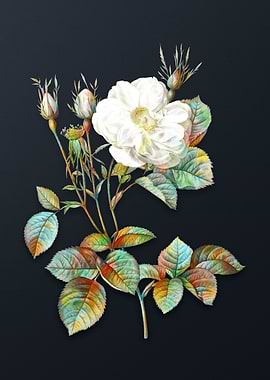 Vintage White Rose of York