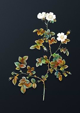 White Sweetbriar Rose