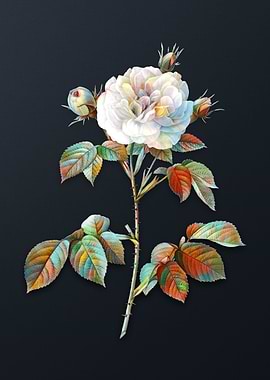 Vintage Rosa Alba Flower