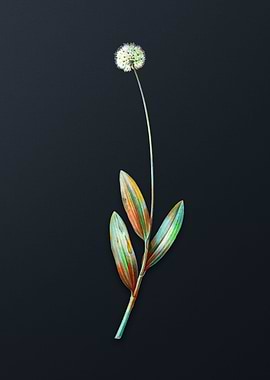 Vintage Victory Onion