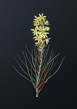 Vintage Yellow Asphodel