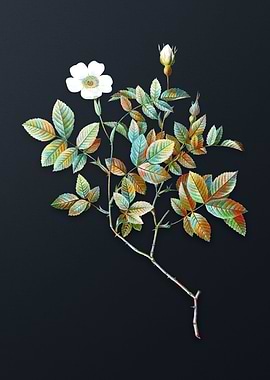 Vintage Rosebush Flower