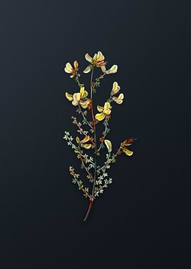 Vintage Adenocarpus Flower