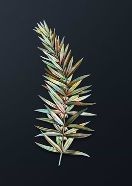 Whorled Solomons Seal