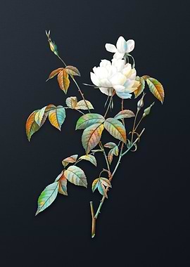 Vintage White Bengal Rose