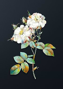 Vintage White Damask Rose