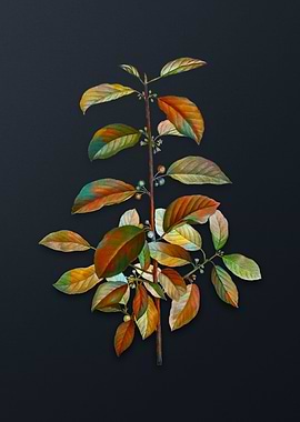 Vintage Alder Buckthorn