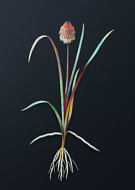 Veltheimia Abyssinica