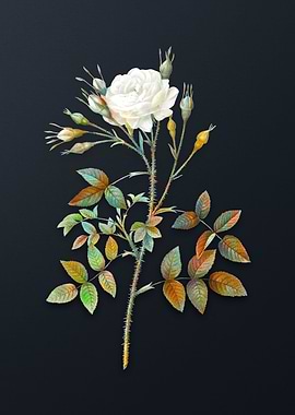 White Rose of Rosenberg