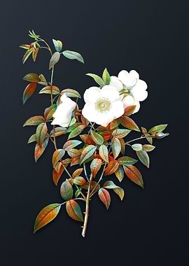 Vintage White Rose of Snow