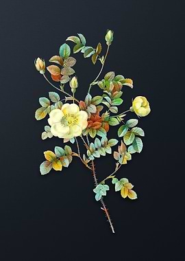 Yellow Sweetbriar Rose