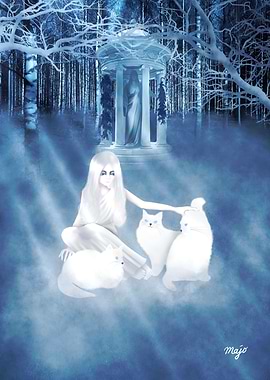 Forest Of Birch Trees