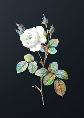 Vintage White Misty Rose