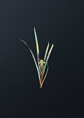 Vintage Yellow Iris Flower