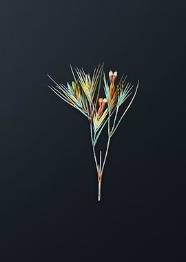 Vintage Witsenia Maura