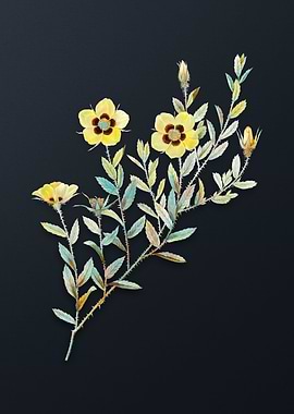 Vintage Rosa Persica