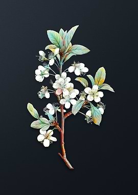 Vintage White Plum Flower