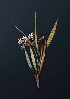 Vintage White Baboon Root