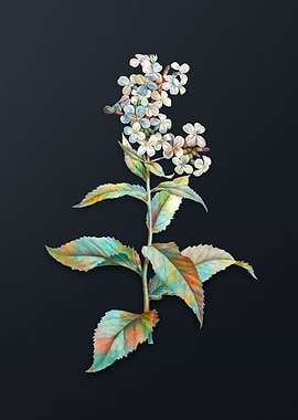 White Gillyflower Bloom