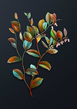 Andromedaxillaris Bloom