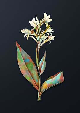 Vintage Water Canna Flower