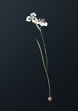 Vieusseuxia Glaucopis